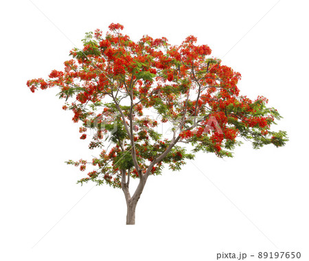 Flam boyant tree or Flame tree or Royal Poinciana tree isolated on white background, With Clipping path. Flam boyant tree or Flame tree or Royal Poinciana tree isolated on white background, With Clipping path. 89197650