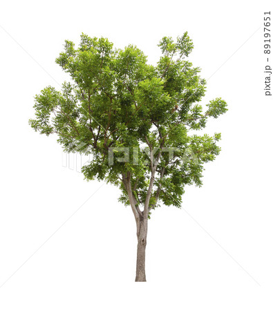 Tree isolated on white background, With Clipping path. 89197651