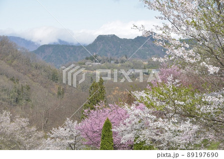 春の信州 桜咲く田舎風景 春の信州 桜咲く田舎風景 89197690