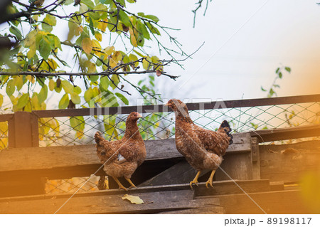 Hen are walking outside. Free range hen in the back yard 89198117