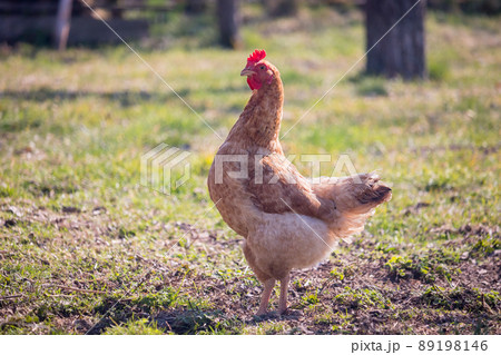 light brown hen with a red comb in the garden 89198146