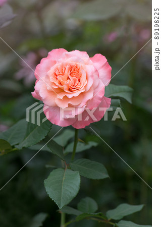 Beautiful peach rose Augusta Luise. Beautiful peach rose Augusta Luise. 89198225