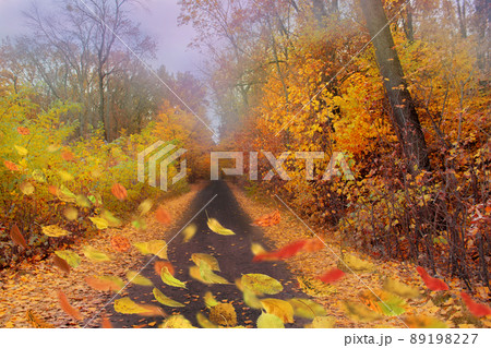 Autumn mix leaves.  89198227