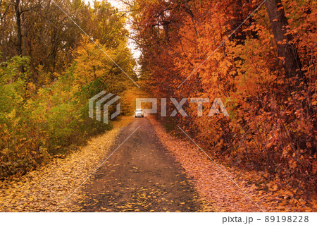 Car on road in autumn woods 89198228