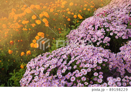 Annual and perennial plants in full bloom. Annual and perennial plants in full bloom. 89198229