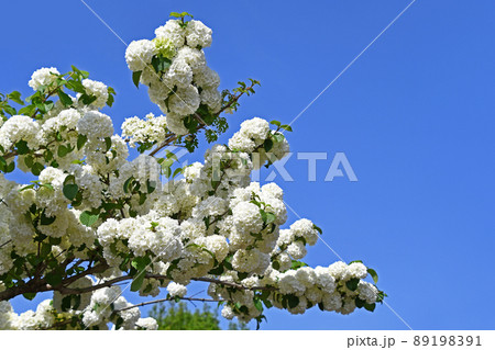 オオデマリ（大手毬） 89198391