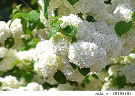 オオデマリ(大手毬) オオデマリ(大手毬) 89198392