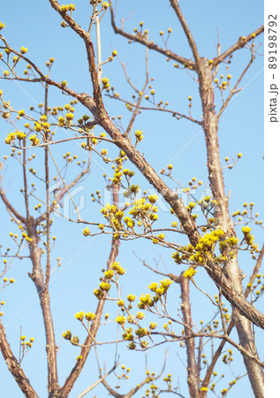 サンシュユの花と蕾 89198792