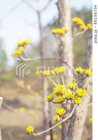 サンシュユの花のクローズアップ サンシュユの花のクローズアップ 89198794