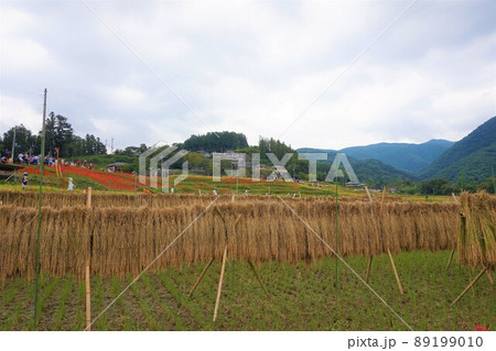 寺坂棚田 秩父 横瀬 彼岸花 寺坂棚田 秩父 横瀬 彼岸花 89199010