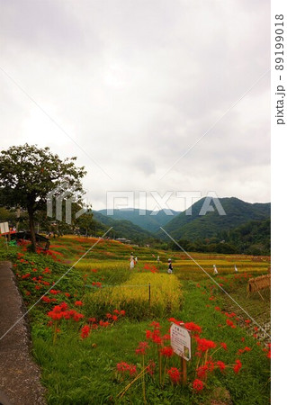 寺坂棚田 秩父 横瀬 彼岸花 寺坂棚田 秩父 横瀬 彼岸花 89199018