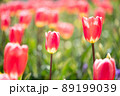 咲き誇るチューリップ 89199039