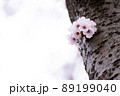可憐に咲く桜 89199040