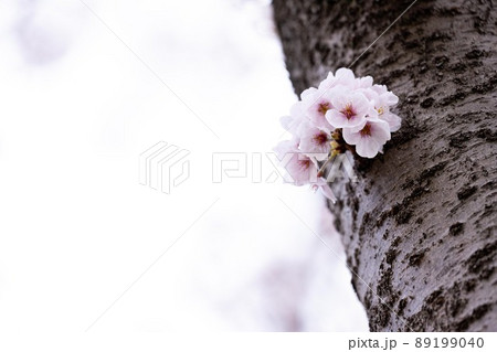 可憐に咲く桜 89199040