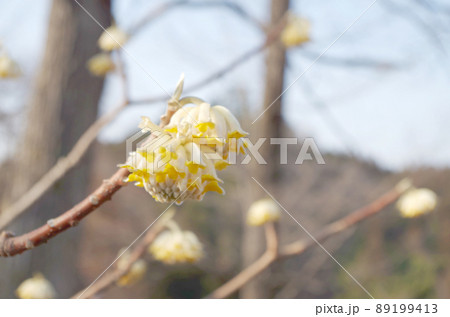 ミツマタの花と蕾のクローズアップ ミツマタの花と蕾のクローズアップ 89199413