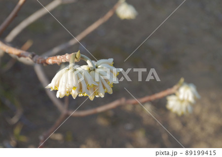 ミツマタの花と蕾のクローズアップ ミツマタの花と蕾のクローズアップ 89199415
