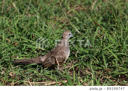 The city Pigeon bird in the garden 89199747