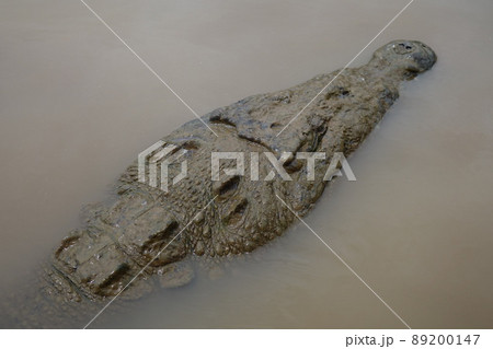 Head of a crocodile swimming a river near the riverbank 89200147