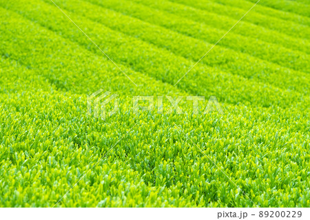 新茶のイメージ 新茶のイメージ 89200229