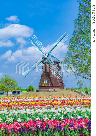 チューリップ　あけぼの山農業公園 89200328