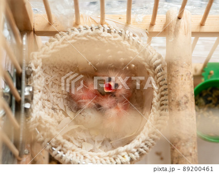 Newly hatched canary chick and eggs in the nest. Baby chick screams, wants to eat. Spring replenishment in the family. Breeding of songbirds at home. 89200461