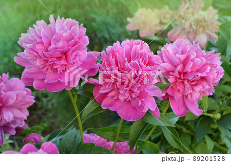 Scented pink peonies.  89201528