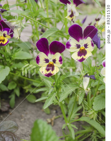 Tricolor pansy flower Tricolor pansy flower 89201530