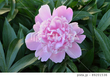 Beautiful pink peony close up. Beautiful pink peony close up. 89201536
