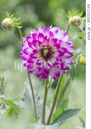Dahlia ombre purple to white. Bicolor  purple white dahlia in the garden. 89201539