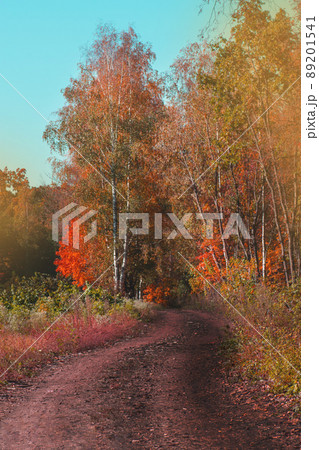 Dirt road through fall foliage trees 89201541