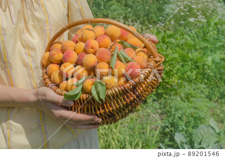 Ripe apricots with green leaf in wicker basket 89201546