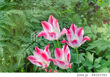White tulip flower with pink stripes White tulip flower with pink stripes 89201562