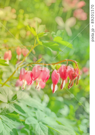 Dicentra spectabils over nature background Dicentra spectabils over nature background 89201570