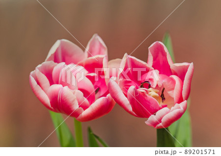 Double tulip Drumline Double tulip Drumline 89201571