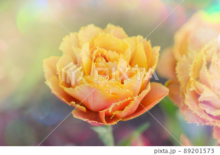 Sensual Touch tulip. Orange double petal tulip 89201573