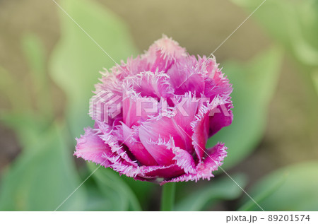 Terry fringed tulip Mascotte in garden Terry fringed tulip Mascotte in garden 89201574