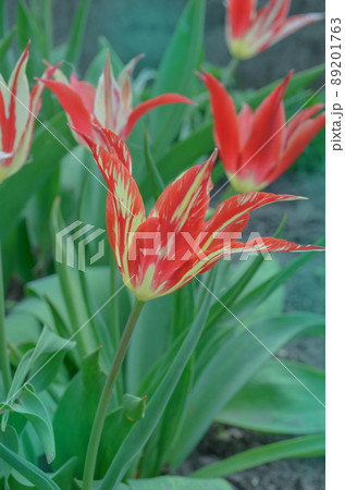Beautiful tulip with stripe. Acuminata flower tulip Beautiful tulip with stripe. Acuminata flower tulip 89201763