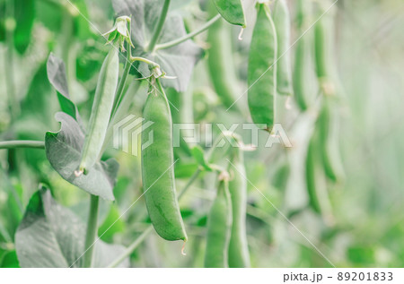 Green peas growing in the garden Green peas growing in the garden 89201833