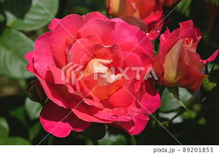 Red roses flower 89201853