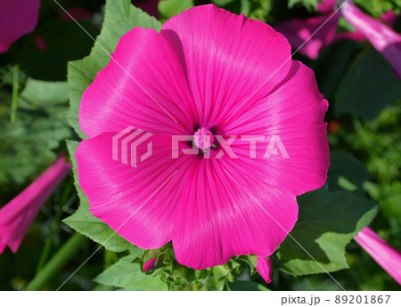Pink mallow flowers 89201867