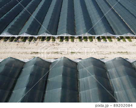 Aerial drone view of huge areas greenhouse for growing strawberries. Greenhouse farming, agriculture industry. Flying over large industrial greenhouses at sunny day. 89202084