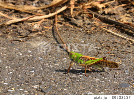 ひょっこり現れたバッタ 89202157