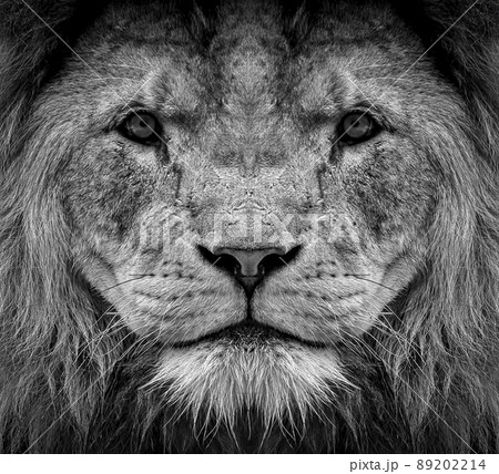Portrait of beautiful African lionin black and white Portrait of beautiful African lionin black and white 89202214