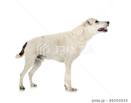 parson russell terrier parson russell terrier 89203034