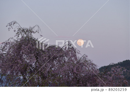 北杜市白州町、夕空に昇った四月十四夜の月と枝垂桜 北杜市白州町、夕空に昇った四月十四夜の月と枝垂桜 89203259