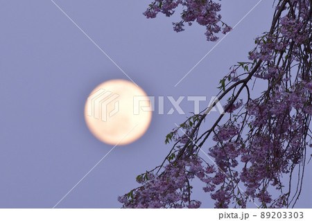 北杜市白州町、夕空に昇った四月十四夜の月と枝垂桜 89203303