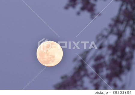 北杜市白州町、夕空に昇った四月十四夜の月と枝垂桜 89203304
