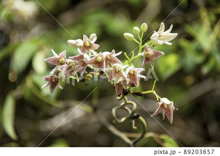 ムベの花 89203657