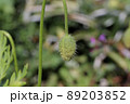ナガミヒナゲシのつぼみ、春に咲く雑草 89203852