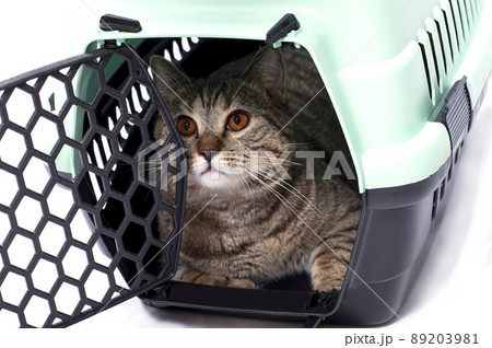 tabi gold cat inside a cat carrier, isolated image 89203981